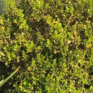 Meet your Posher, Edward